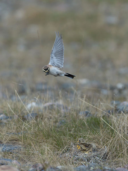 Tunturikiuru, Horned Lark, Eremophila alpestris